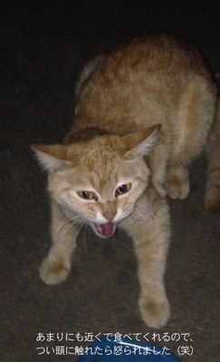 okoruneko.jpg